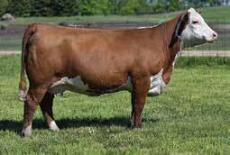 19 $439$147 Owned by Lorenzen Farms, Ade olled Herefords and Delaney Herefords. 4 THE BREED CHANGING BULL WE ARE ROUD TO USE IN OUR ROGRAM!