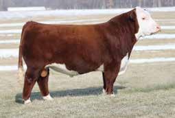 Efficiency Highly desirable DMI and proven feed efficiency Carcass Weight Top 1% of the breed REA Top 5% of the breed Marbling Top 20% of the breed Milk Top 5% of the
