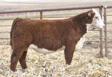 24 $460$116 A member of our champion pen of three bulls at the North Star Classic in Valley City, ND, this guy is definitely one of our favorites, so complete in the way he s put together.