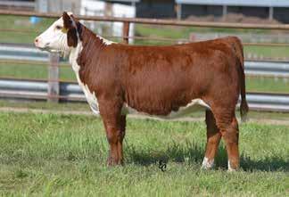 This soft made stud certainly has what it takes to be an outstanding breeding piece being backed by the popular 33Z and out of our herd bull making donor 618.