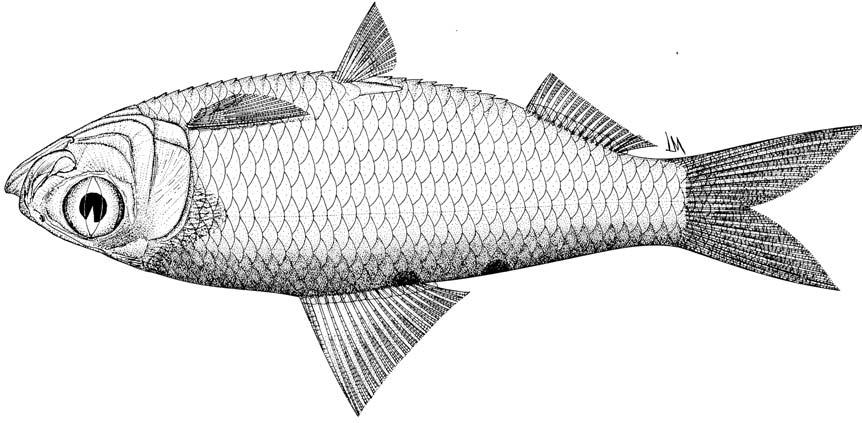 Clupeiformes: Clupeidae 1797 Herklotsichthys dispilonotus (Bleeker, 1852) Frequent synonyms / misidentifications: Harengula dispilonotus Bleeker, 1852 / None. FAO names: En - Blacksaddle herring.