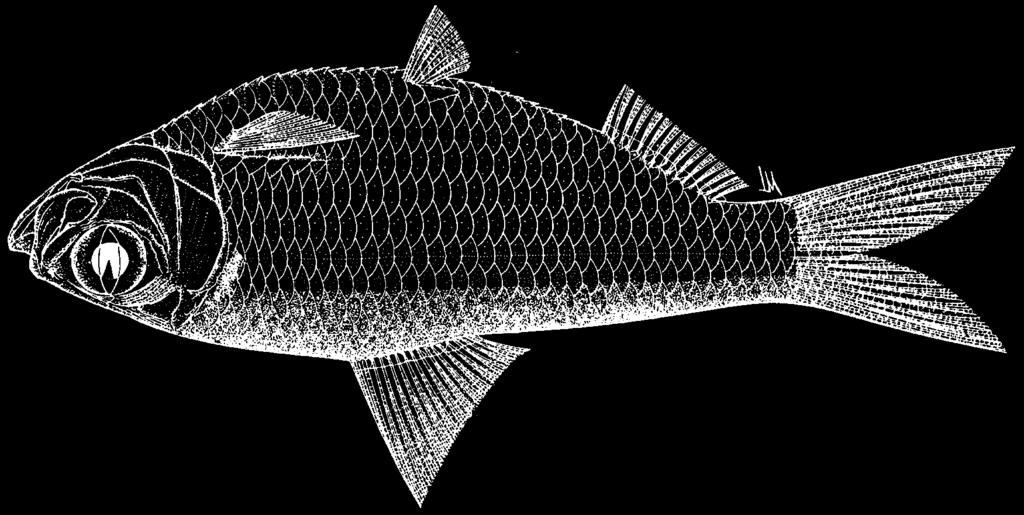 1798 Bony Fishes Herklotsichthys gotoi Wongratana, 1983 Frequent synonyms / misidentifications: None / None. FAO names: En - Goto s herring.