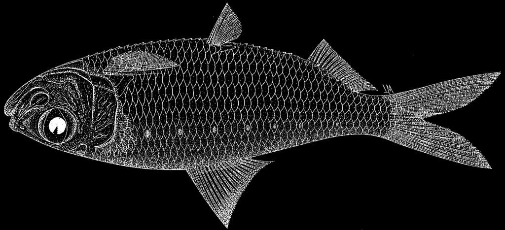 1800 Bony Fishes Herklotsichthys lippa (Whitley, 1931) Frequent synonyms / misidentifications: None / Harengula koningsbergeri (Weber and de Beaufort, 1912).