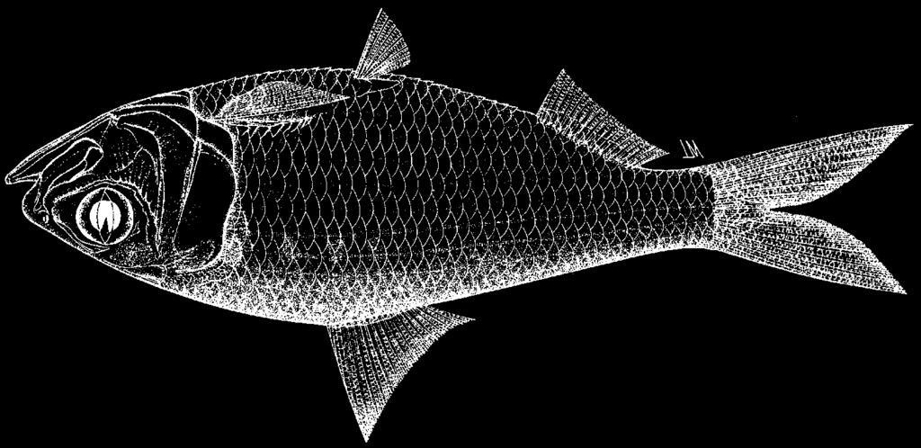 1802 Bony Fishes Hilsa kelee (Cuvier, 1829) Frequent synonyms / misidentifications: Alausa kanagurta Bleeker, 1852; Alosa malayana Bleeker, 1866; Clupea durbanensis Regan, 1906; C.