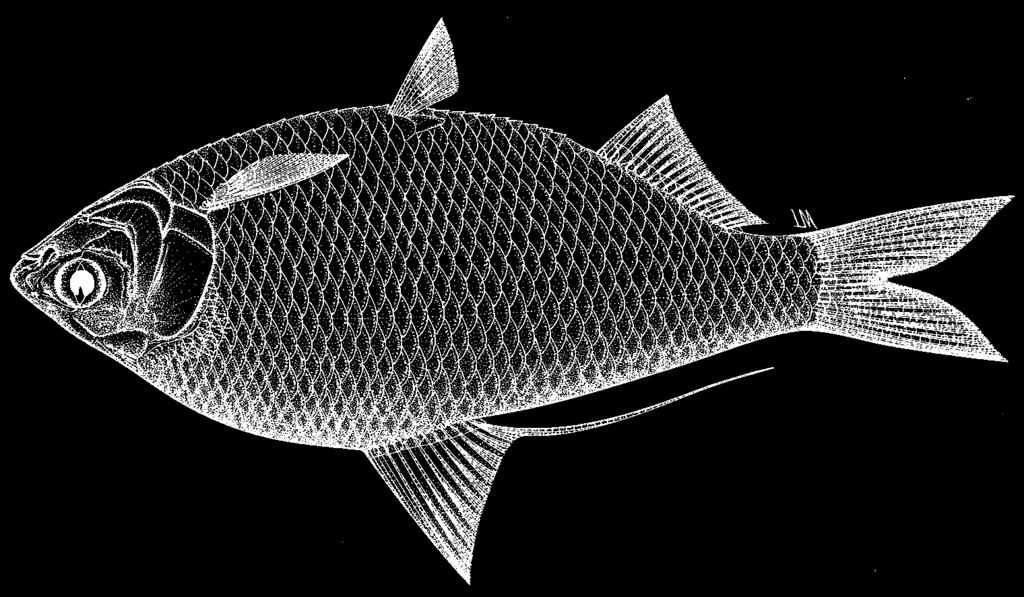 1804 Bony Fishes Nematalosa erebi (Günther, 1868) Frequent synonyms / misidentifications: Chatoessus horni Zeitz, 1896; C.