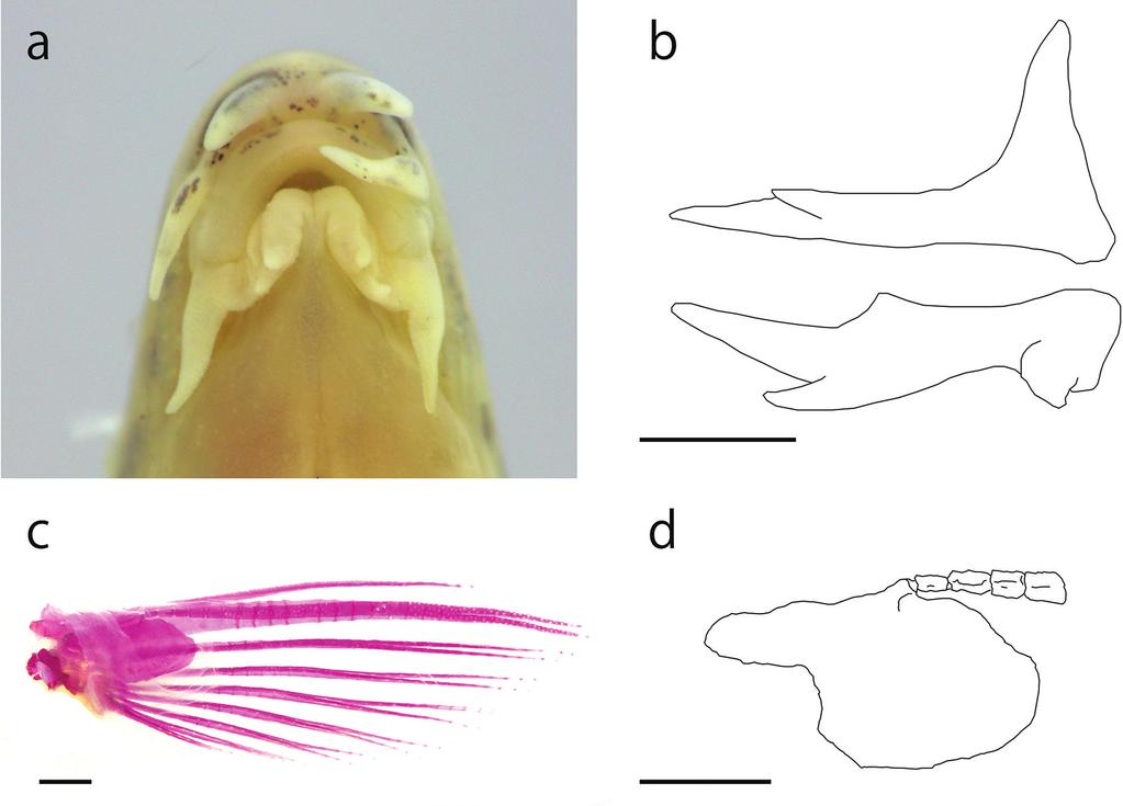 a Mouth b right suborbital spine, lateral view (upper), and dorsal view (lower) c dorsal view of the pectoral fin d lamina circularis and upper segments of the first branched soft ray (USP).