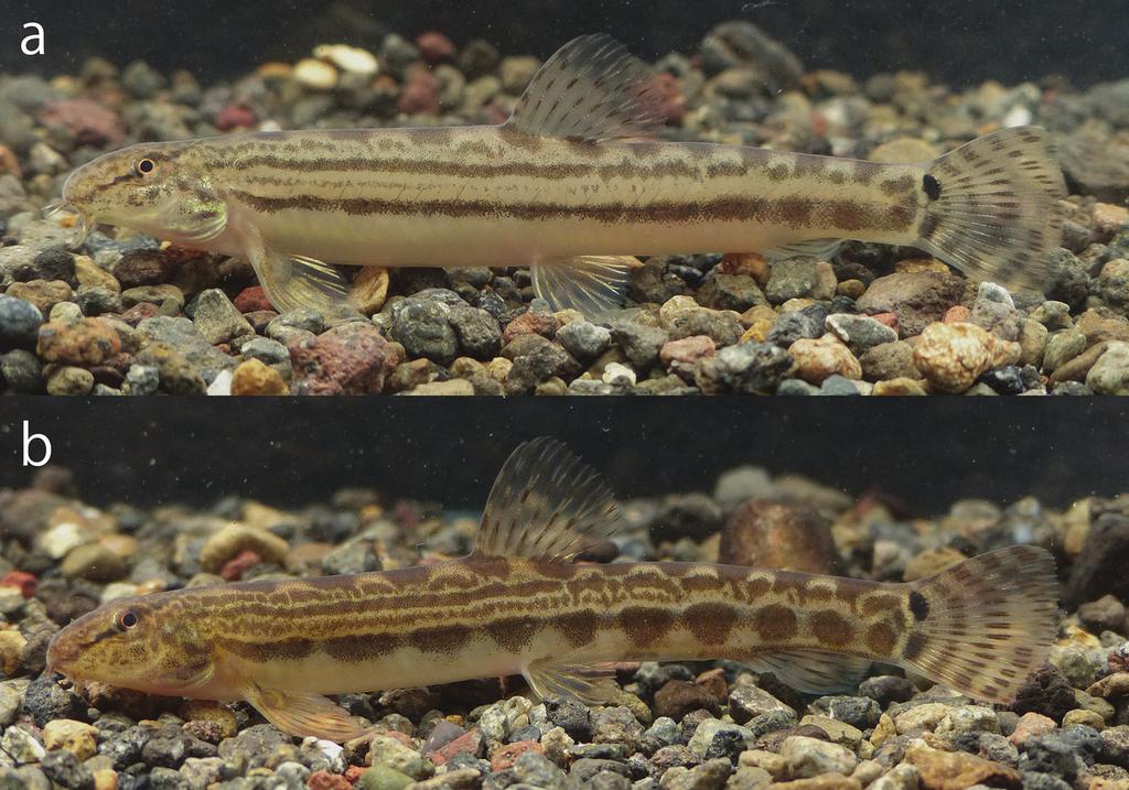 124 Jun Nakajima / ZooKeys 568: 119 128 (2016) Figure 5. Change in colouration of the Cobitis takenoi sp. n. adult male (paratype, KUN-P 45133, 57.7 mm SL).
