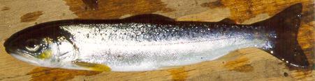 Predation of salmon smolts 2003 Estimated number of smolts 600 500 400 300 200 100 0 1 4 7 10 13 16 19 22 25 28 31 34 37 40