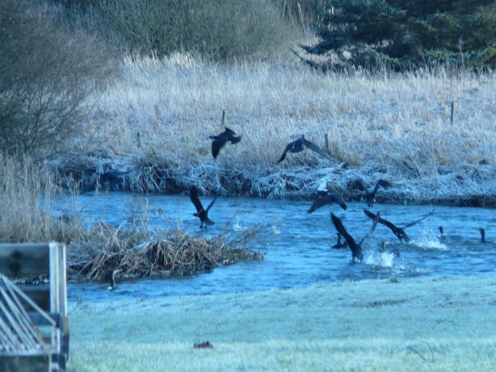 Cormorants in rivers