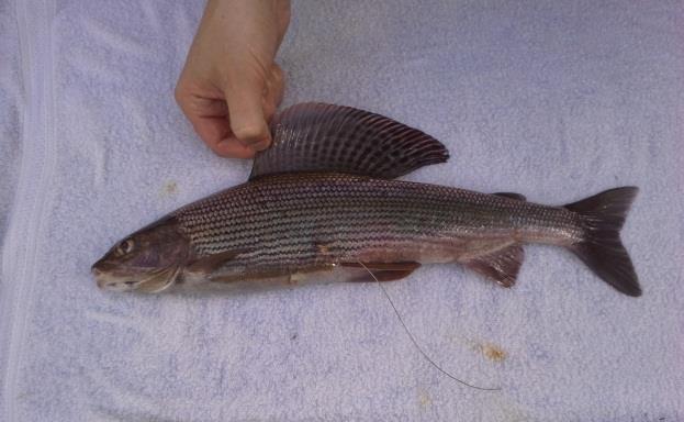 25 grayling (32-36 cm) were radiotagged in