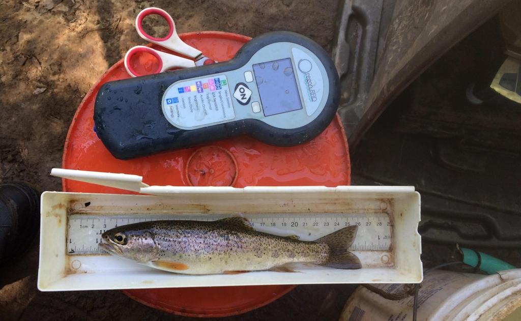 SMOLT MONITORING IN THE