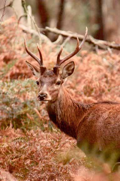 The Wild Deer Hunting, Guiding and Fishing Expo is under new ownership and has a new home at Sandown Park, with offers east access to tens of thousands of keen