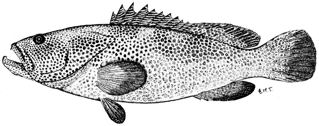 Groupers of the World 217 Interest to Fisheries: E. polystigma seems to be a rare species; consequently, it is of little interest to fisheries. Caught with hook-and-line, spears, and traps.