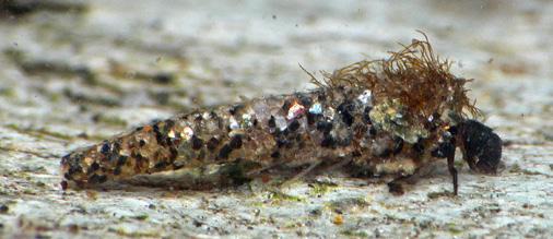 Caddisflies Apataniid Case Makers (Apataniidae) Cases made of small rock fragments or sand; most are cylindrical,
