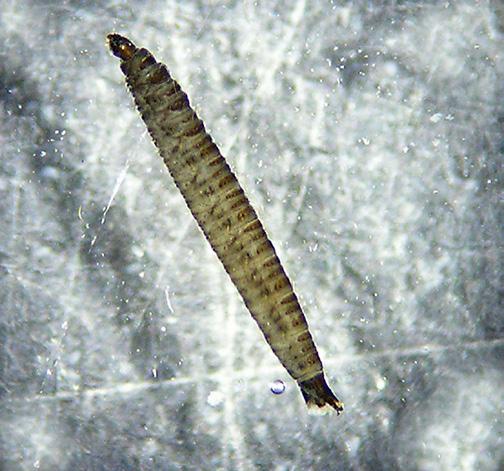 Flies Moth Fly larva (Psychodidae) Larvae body segments divided two or three times into secondary