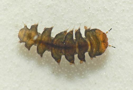 abdomen ends in a breathing tube Mountain Midge larva (Deuterophlebidae) Larvae have forked antennae;