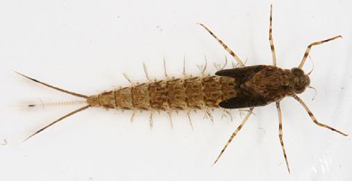 Mayflies Cleftfooted Minnow Mayfly larva (Metretopodidae) Similar to Primitive Minnow Mayflies The only mayfly family