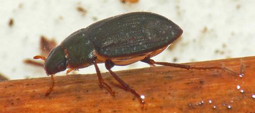 17 Predacious Diving Beetle adult (Dytiscidae) Adult males