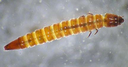 Whirligig Beetle adult (Gyrinidae) Riffle Beetle larva and adult (Elmidae) Adults eyes are divided