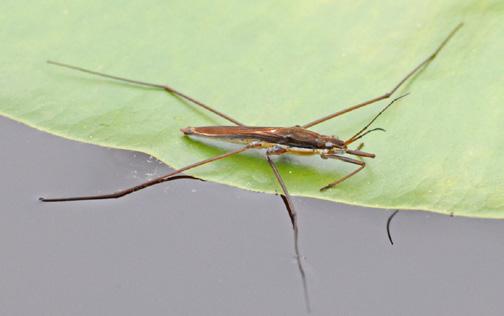 among water bugs in Alaska Water Strider adult (Gerridae) Similar to Short-legged