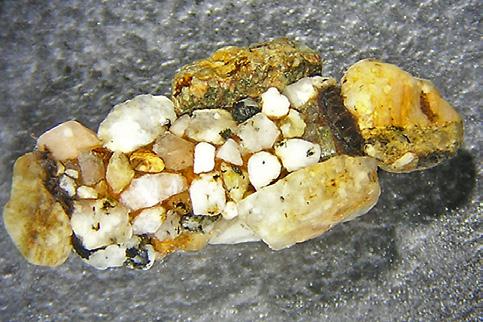 Caddisflies Stone-cased Caddisflies (Uenoidae) Plate on top of middle thoracic segment