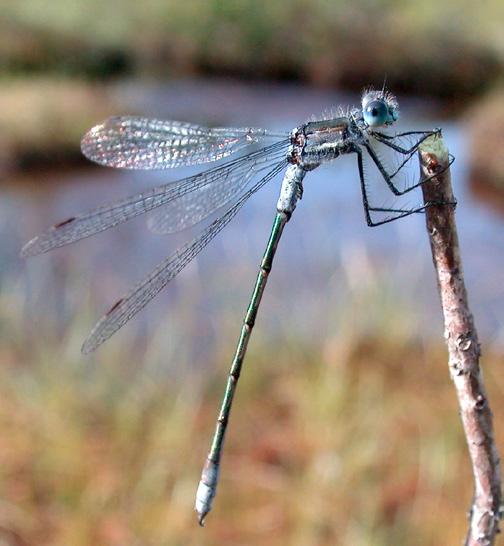 those of Narrow-winged Damselflies by elongate and stalked (spoon-shaped) lower lip ; gills have dark vertical bands.
