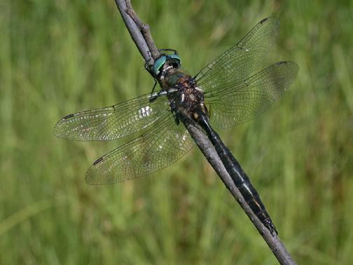 Dragonflies Emerald adult (Corduliidae) Adults medium-sized (43-55 mm long), dark, with brilliant green eyes (redbrown in