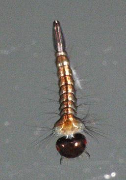 Horse and Deer Fly larva (Tabanidae) Larvae cylindrical and tapered at both ends;