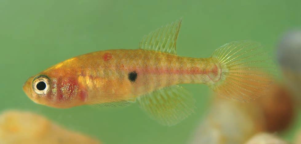 59 Fig. 2. Simpsonichthys punctulatus, UFRJ 6479, female, paratype, 19.4 mm SL (one day after collection); Brazil: Goiás: Formosa (Photo by W.J.E.M. COSTA).