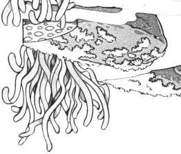 barramundi freshwater prawn detritus seagrass & algae