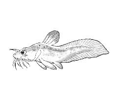 barramundi freshwater sawf i s sea mullett eel tailed catf i s