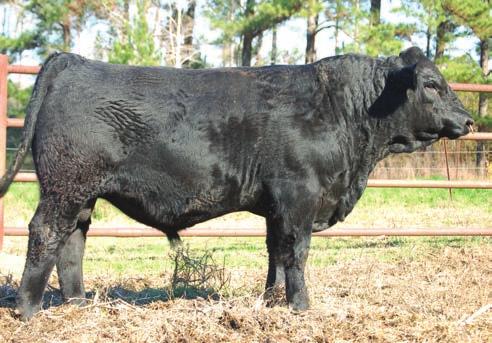 76 118.3 70.7 Big Jake is out of our best cow from 7L and a full brother to Fat Butt. He is extremely eyeappealing, super sound on his feet, and tremendously deep sided.