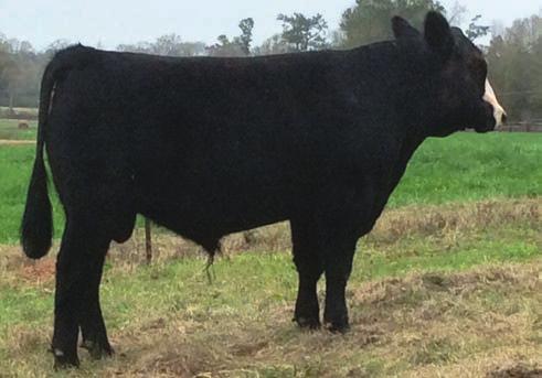 43 0.09-0.085 1.02 22.5 127.1 70.9 I am getting thick, heavy muscled bulls from Select Sires Raisin Cain, an Upgrade son. You can t go wrong on this one. His granddam is a full sister to Powerdrive.