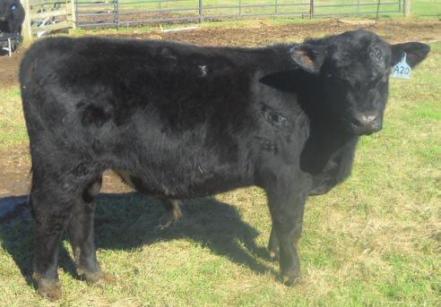 27 ROCKHILL PREM BEEF A20 ASA# 2818594 Owned by: ROCKHILL RANCH Homo Black Homo Polled 3/4 SM 1/4 AN Tattoo: A20 BD: 12/12/13 Act. 77 lbs. Adj. 598 lbs.