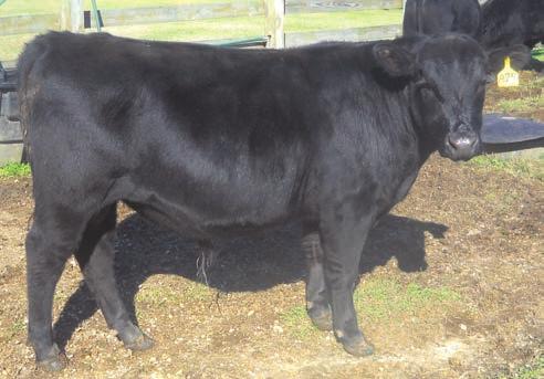 31 ROCKHILL YIELD GRADE A24 AAA# 17840058 Owned by: ROCKHILL RANCH Homo Black Polled PB AN Tattoo: A24 BD: 12/23/13 Act. 78 lbs. Adj. 598 lbs.