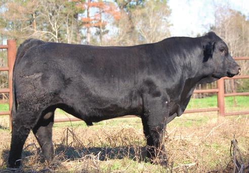 5 I+40 I+79 I+14 I+20 Marb: Fat: RE: $B: A24 is a purebred AI sired Angus bull who has a pedigree packed with legends in the Angus breed, such as Tehama Bando 155, N Bar Emulation EXT, CA Future