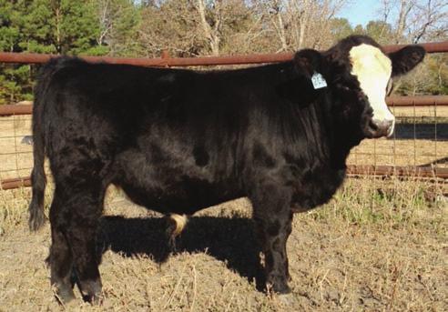 His dam comes from Dearmon Farms in Millry, Alabama, where they have been improving their genetics for a long time by the use of AI breeding.