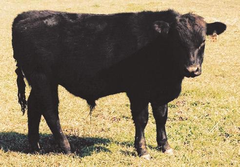 7 Super calving ease Grandmaster son ready for cows. Really balanced and high maternal traits. Minimum bid $2800.
