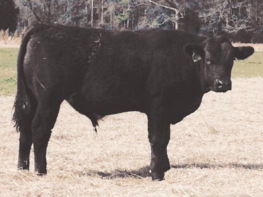 41 DESTINATION 31B ASA# 2866915 Owned by: SASSER CATTLE COMPANY Black Polled 1/2 SM 1/2 AN Tattoo: 31B BD: 1/31/14 Act. 97 lbs.