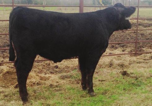 5 A nice prospect for future herd sire. Above average for calving ease, growth, marbling and ribeye traits. Minimum bid $2300.