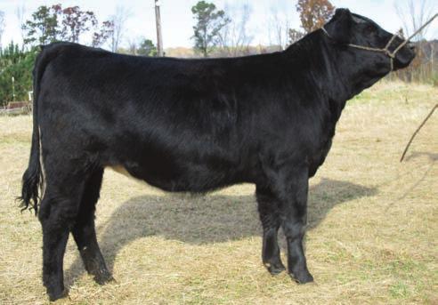6 Open Fat Butt granddaughter. Out of Dream On from Hush- bred to be good. Can t go wrong buying this kind of quality. Minimum bid $1700.