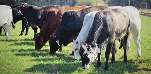 Lot 108 Farm tag 114; birth date 2-9-14; Black Brangus cross heifer; 7L Forward X 541 (Angus cow) Lot 109 Farm tag 117; birth date 2-24-14; Black Baldy