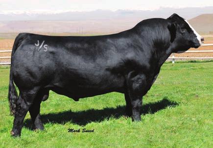 Reference Sires Name ASA Number Color Breeds CE BW WW YW MCE Milk MWW CW YG MB BF