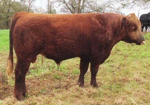 1 L4 REDDY FREDDY ASA# 2717930 Owned by: L4 CATTLE FARM Red Polled/Scurred PB SM Tattoo: 131A BD: 3/13/13 Act. 65 lbs. Adj. 526 lbs.