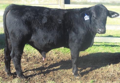 6 ROCKHILL PREM BEEF A13 ASA# 2818600 Owned by: ROCKHILL RANCH Hetero Black Polled 5/8 SM 1/4 AN 1/8 BR Tattoo: A13 BD: 9/9/13 Act. 68 lbs. Adj. 496 lbs.