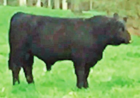 043 0.48 111.8 59.5 Rockhill Prem Beef A13 is a SimAngus HT bull that is sired by a GW Premium Beef 021TS son, from the Gateway Ranch in Montana.