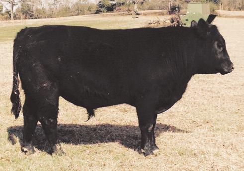 12 SCC FOREVER REVOLUTION 266A AAA# +17853132 Owned by: SASSER CATTLE COMPANY Black Polled PB AN Tattoo: 266A BD: 9/23/13 Act. 90 lbs. Adj. 703 lbs.