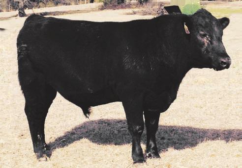 8 I+66 I+105 I+3 I+23 Marb: Fat: RE: $B: Tehama Revolution x Sitz Alliance cross for high maternal, high carcass, performance pedigree. Older bull that can cover lots of cows. Minimum bid $3400.