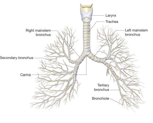 Airway Physiology The lower
