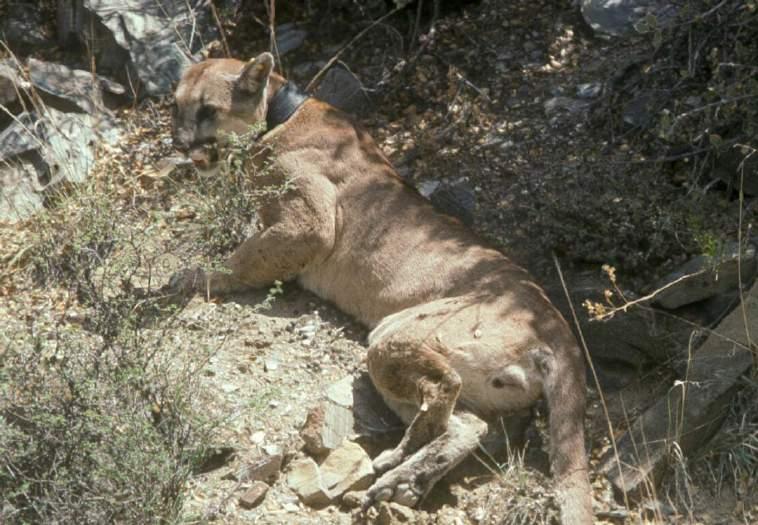 QUESTION 4 From this picture, can the sex of this mountain lion be determined? A No.